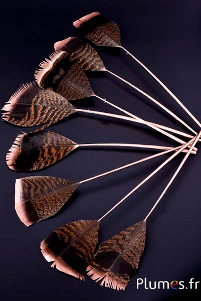Bronzetruthahn Bronzespitze - 29-35 cm - natur
